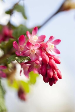 Blutjohannisbeere Ribes sanguineum strauch Ribes sanguineum Strauch