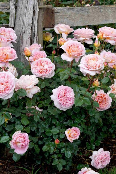 Strauchrose Rosa 'Abraham Darby' strauch Rosa 'Abraham Darby' Strauch