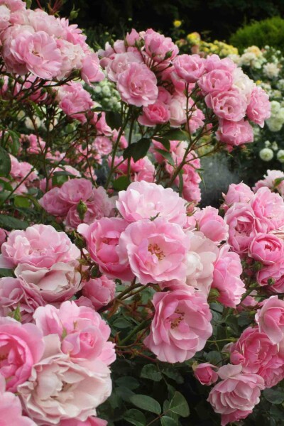 Kleinstrauchrose Rosa 'Bonica 82' strauch Rosa 'Bonica 82' Strauch