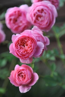 Rose Rosa 'Boscobel' strauch Rosa 'Boscobel'