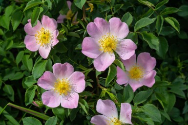 Hundsrose Rosa canina strauch Rosa canina Strauch