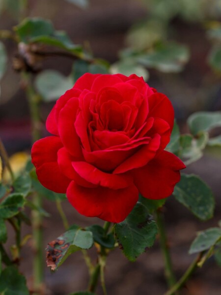 Dame de coeur rose Rosa 'Dame de Coeur' strauch Rosa 'Dame de Coeur' Strauch