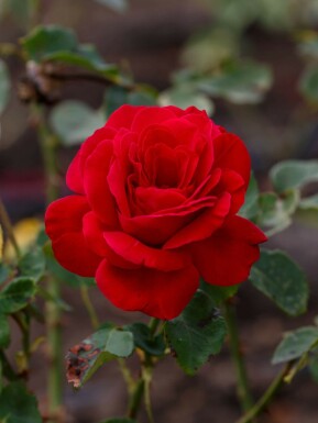 Dame de coeur rose Rosa 'Dame de Coeur' strauch Rosa 'Dame de Coeur' Strauch
