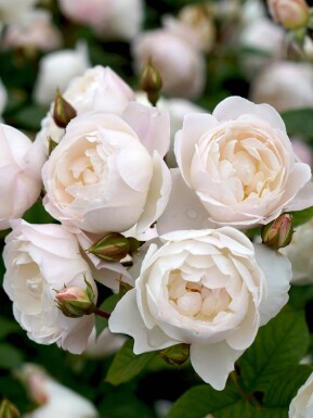 Weiße rose Rosa 'Desdemona' strauch Rosa 'Desdemona' Strauch