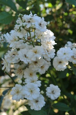 Kletterrose Rosa 'Guirlande d'Amour' strauch Rosa 'Guirlande d'Amour' Strauch