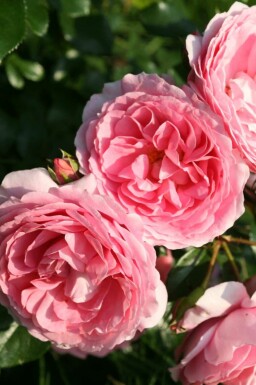 Leonardo da vinci rose Rosa 'Leonardo da Vinci' strauch Rosa 'Leonardo da Vinci' Strauch