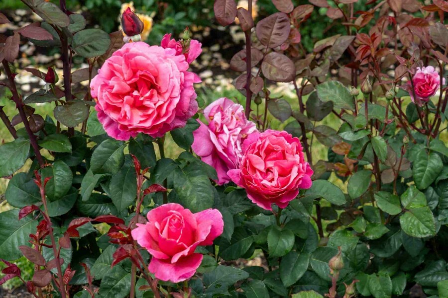 Rose Rosa 'Line Renaud' strauch Rosa 'Line Renaud' Strauch