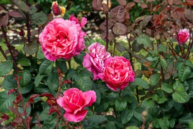 Rose Rosa 'Line Renaud' strauch Rosa 'Line Renaud' Strauch