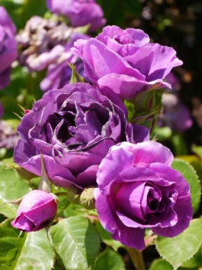 Strauchrose Rosa 'Minerva' strauch Rosa 'Minerva' Strauch