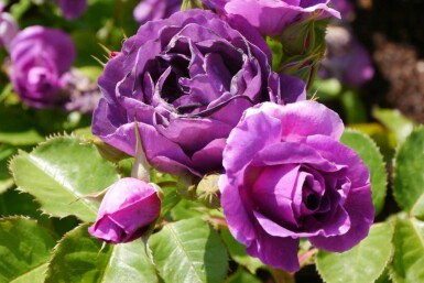 Strauchrose Rosa 'Minerva' strauch Rosa 'Minerva' Strauch