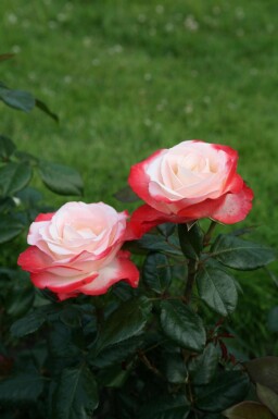 Edelrose Rosa 'Nostalgie' strauch Rosa 'Nostalgie' Strauch