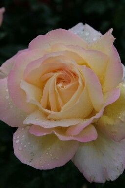 Edelrose Rosa 'Peace' strauch Rosa 'Peace' Strauch