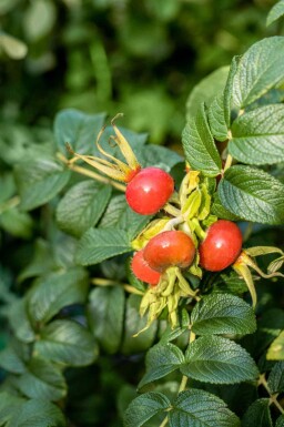 Kartoffelrose Rosa rugosa strauch Rosa rugosa Strauch