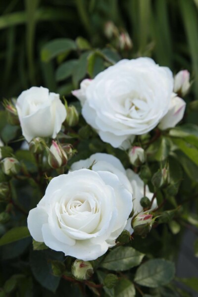 Strauchrose Rosa 'Schneewittchen' strauch Rosa 'Schneewittchen' Strauch