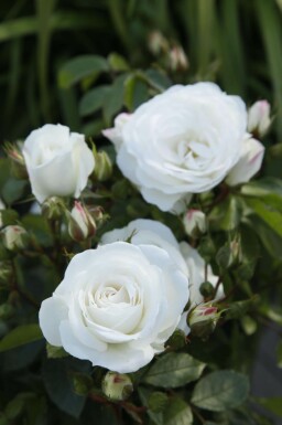 Strauchrose Rosa 'Schneewittchen' strauch Rosa 'Schneewittchen' Strauch