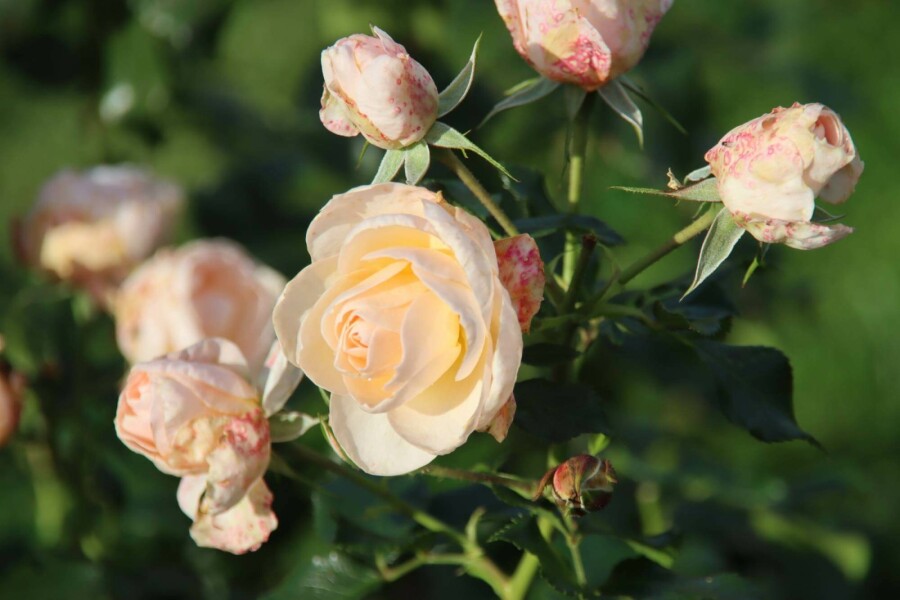 Gartenrose Rosa 'Sirius' strauch Rosa 'Sirius' Strauch