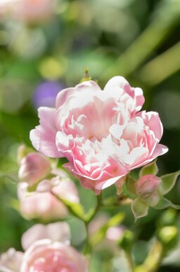 Bodendeckerrose Rosa 'The Fairy' strauch Rosa 'The Fairy' Strauch