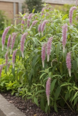 Rostrinucula dependens Strauch