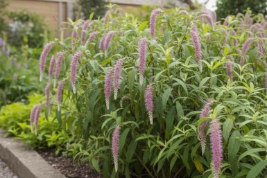 Rostrinucula dependens Strauch