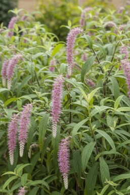 Blütenkerze Rostrinucula dependens strauch Rostrinucula dependens Strauch