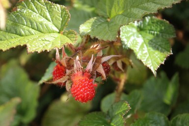 Chinesische himbeere Rubus tricolor strauch Rubus tricolor Strauch