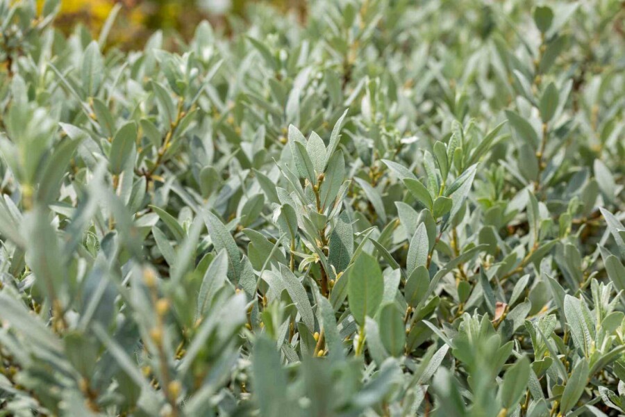 Schweizer weide Salix helvetica strauch Salix helvetica Strauch