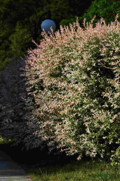 Japanische weide Salix integra 'Flamingo' strauch Salix integra 'Flamingo' Strauch