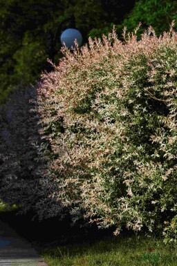 Japanische weide Salix integra 'Flamingo' strauch Salix integra 'Flamingo' Strauch