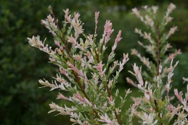 Japanische weide Salix integra 'Flamingo' strauch Salix integra 'Flamingo' Strauch