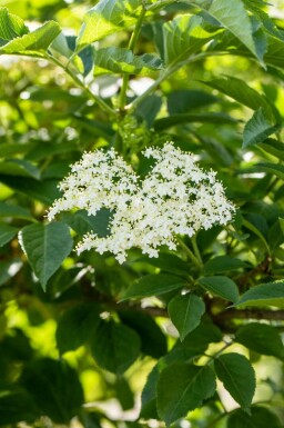 Schwarzer holunder Sambucus nigra strauch Sambucus nigra