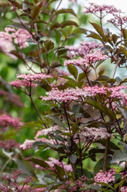 Schwarzer holunder Sambucus nigra 'Black Beauty' strauch Sambucus nigra 'Black Beauty' Strauch