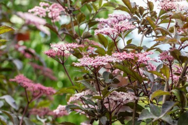 Schwarzer holunder Sambucus nigra 'Black Beauty' strauch Sambucus nigra 'Black Beauty' Strauch