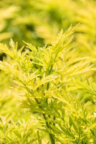 Schwarzer holunder Sambucus nigra 'Golden Tower' strauch 30-40 C2,5 Sambucus nigra 'Golden Tower' Strauch 30-40 cm