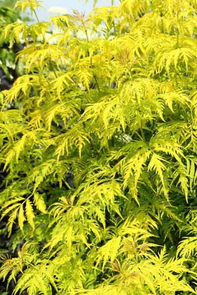 Roter holunder Sambucus racemosa 'Plumosa Aurea' strauch Sambucus racemosa 'Plumosa Aurea' Strauch