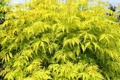 Roter holunder Sambucus racemosa 'Plumosa Aurea' strauch Sambucus racemosa 'Plumosa Aurea'