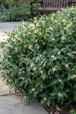 Sarcococca hookeriana 'Humilis' Strauch