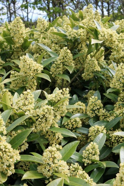Skimmie Skimmia confusa 'Kew Green' strauch Skimmia confusa 'Kew Green' Strauch