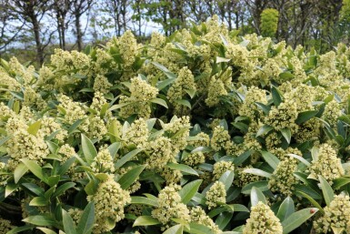 Skimmie Skimmia confusa 'Kew Green' strauch Skimmia confusa 'Kew Green' Strauch