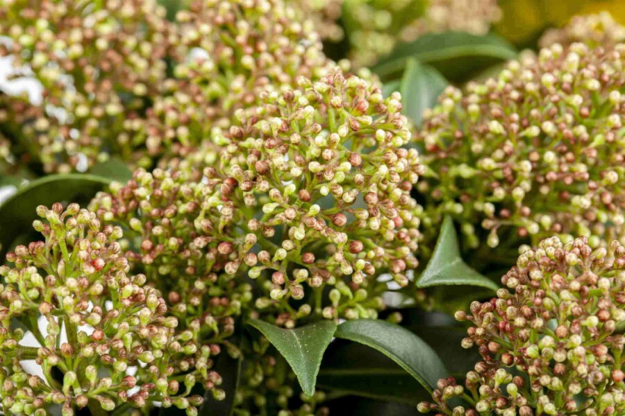 Skimmie Skimmia japonica 'Marlot' strauch Skimmia japonica 'Marlot' Strauch