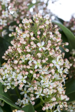 Skimmie Skimmia japonica 'Marlot' strauch Skimmia japonica 'Marlot' Strauch