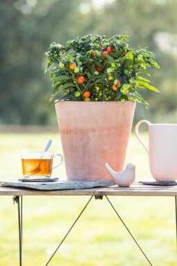 Korallenstrauch Solanum pseudocapsicum strauch Solanum pseudocapsicum Strauch