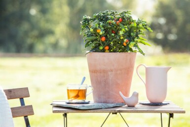 Korallenstrauch Solanum pseudocapsicum strauch Solanum pseudocapsicum Strauch