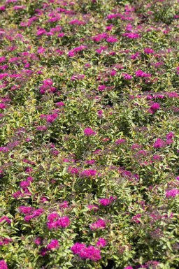 Japanische spierstrauch Spiraea japonica 'Anthony Waterer' strauch Spiraea japonica 'Anthony Waterer' Strauch