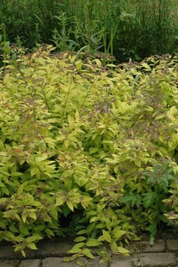 Spierstrauch Spiraea japonica 'Golden Princess' strauch Spiraea japonica 'Golden Princess' Strauch