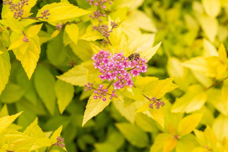 Spierstrauch Spiraea japonica 'Golden Princess' strauch 15-20 C1,5 Spiraea japonica 'Golden Princess' Strauch 15-20 cm
