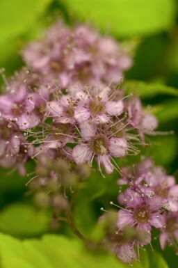 Japanische spiere Spiraea japonica 'Goldflame' strauch Spiraea japonica 'Goldflame' Strauch