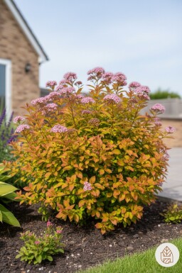Spiraea japonica 'Goldflame' Strauch