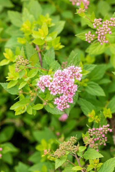 Zwergspiere Spiraea japonica 'Little Princess' strauch 10-15 p13 Spiraea japonica 'Little Princess' Strauch 10-15 cm