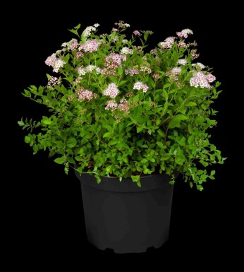 Zwergspiere Spiraea japonica 'Little Princess' strauch 10-15 p13 Spiraea japonica 'Little Princess' Strauch 10-15 cm