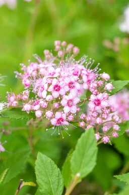 Zwergspiere Spiraea japonica 'Little Princess' strauch 10-15 p13 Spiraea japonica 'Little Princess' Strauch 10-15 cm